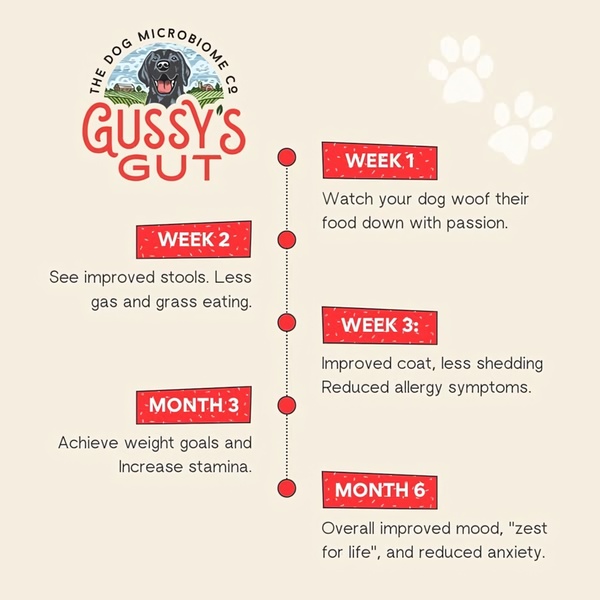 A 1:1 timeline graphic showing the progressive health benefits of a gut supplement from week one to month six.